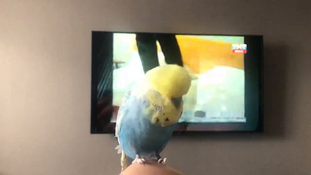 Попугай Рома поёт и танцует смотреть онлайн