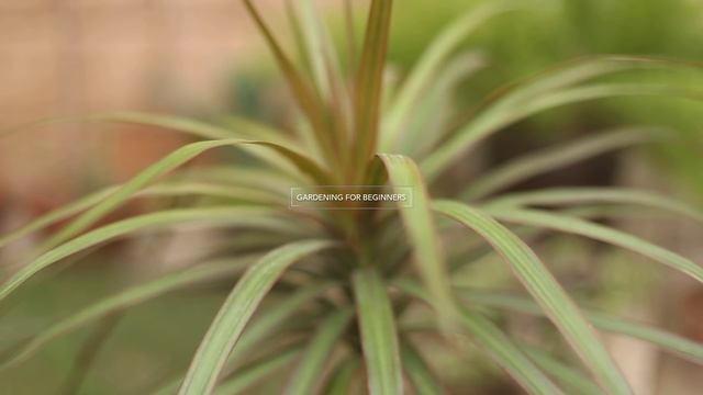How to Grow Dracaena or Dragon Tree : Care Tips (Urdu) смотреть онлайн
