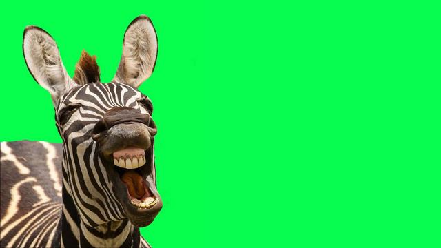 GREEN SCREEN. FUNNY, CUTE ANIMALS. ХРОМАКЕЙ СМЕШНЫЕ ЗАБАВНЫЕ МИЛЫЕ ЖИВОТНЫЕ. смотреть онлайн