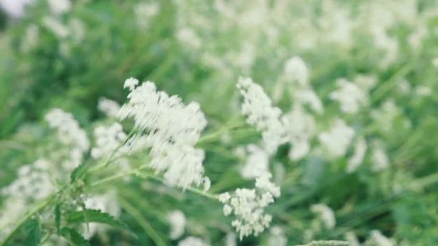 Луговые цветы в пасмурный день. Утреннее пение птиц и отдаленные звуки грома смотреть онлайн