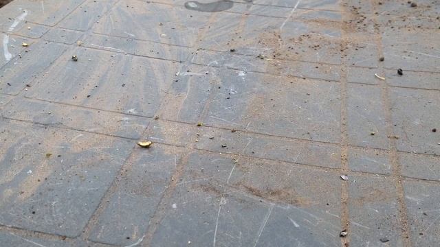 Вечный террариум из лампочки накаливания часть последняя. смотреть онлайн