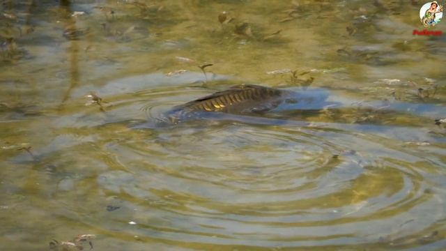 Ловля Карповых в Октябре. Как ловить карпа и сазана осенью. смотреть онлайн