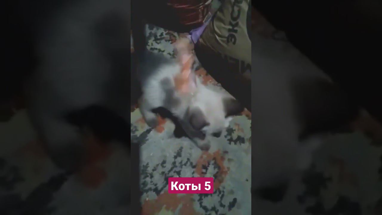 коты 5 #shorts смотреть онлайн