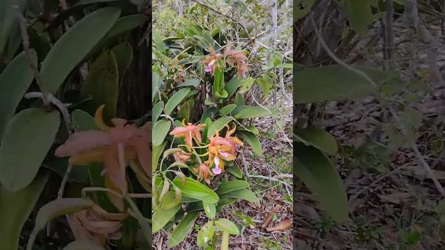 Cattleya Granulosa - Habitat