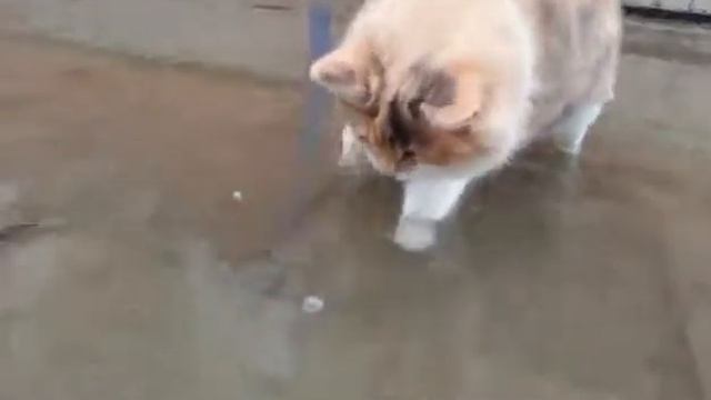 Кошки и вода не совместимы??? смотреть онлайн