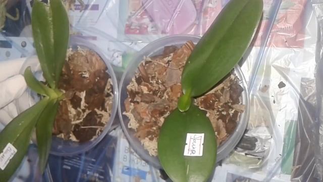 Как пересадить подростков орхидей/ посадка детки/ как поливать орхидеи смотреть онлайн