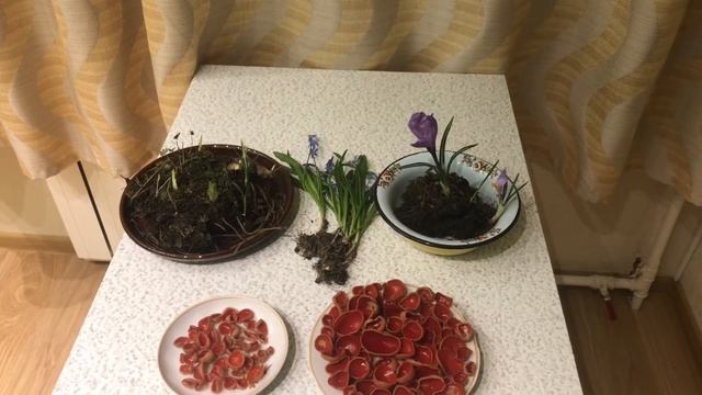 Гриб саркосцифа, крокусы и пролеска, а также берёзовый сок. смотреть онлайн