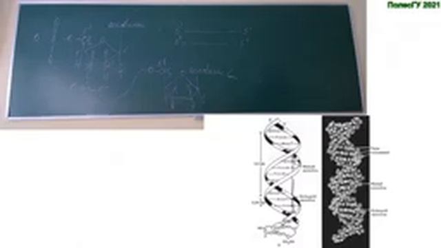 Лекция профессора, д-р биологических наук Жерносекова Д.Д. на тему «ДНК и методы ее секвенирования» смотреть онлайн