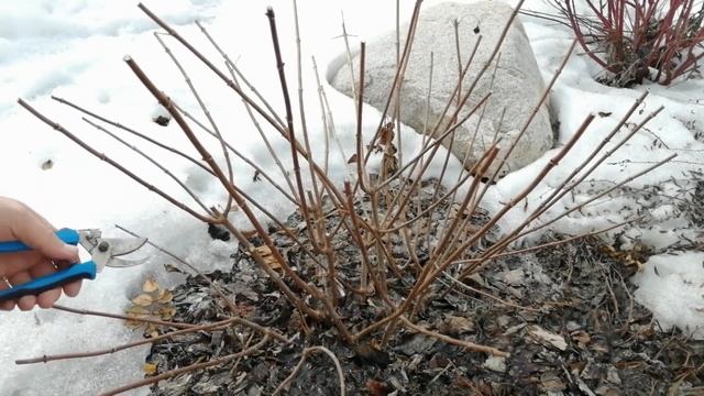 ВЕСЕННЯЯ ОБРЕЗКА МЕТЕЛЬЧАТОЙ ГОРТЕНЗИИ  2021