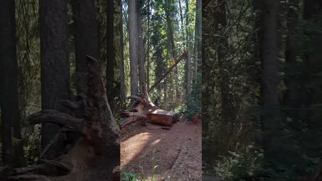 Линдуловская роща. смотреть онлайн