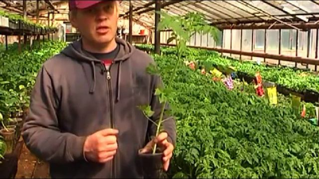 Дачнику и огороднику | Как правильно высаживать томаты. смотреть онлайн