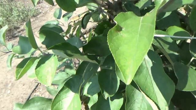 Скосили пшеницу. Закрыли компот на зиму. смотреть онлайн