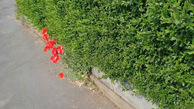 Германия !Расцвели маки на пешеходной дорожке ! смотреть онлайн