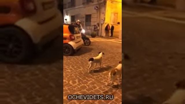 Собаки гонятся за мопедом. Приколы смотреть онлайн