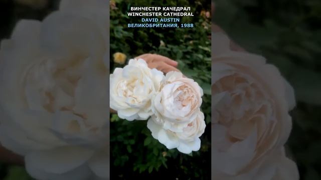 Роза Винчестер Качедрал в моем саду 15.09.21. Austin, UK, 1988. Winchester Cathedral. #shorts, смотреть онлайн