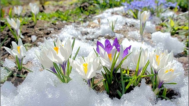 Комментарий вокалисту. О вокальном дыхании, его фиксации. В каком случае дыхание носом навредит? смотреть онлайн