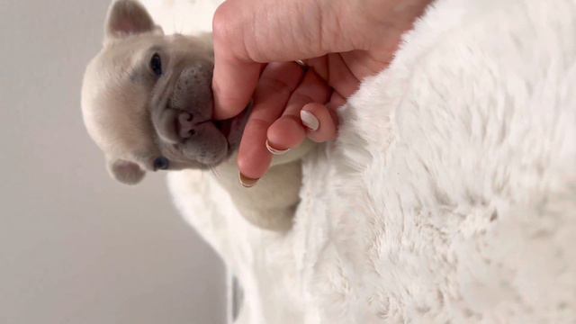 Show Quality Lilac Fawn French Bulldog Puppy | NW Frenchies смотреть онлайн