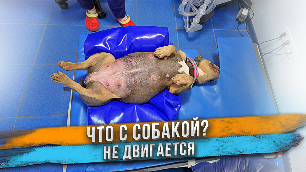 Что с беременной собакой? Не двигается! смотреть онлайн