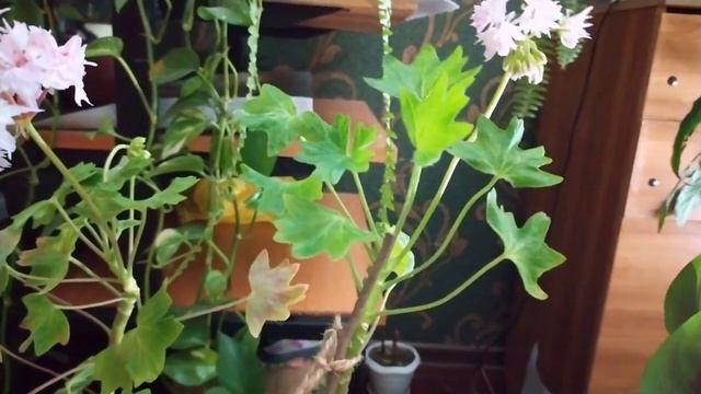 Indoor flowers/Комнатные цветы. Обзор новинок/19 апреля смотреть онлайн