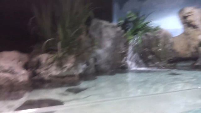 vLOG Sharks Aquarium Влог Акулы Океанариум. Egipt.Turkey.Египет.Турция смотреть онлайн