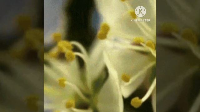 ЕВГЕНИЙ ДОГА ВАЛЬС ЦВЕТОВ смотреть онлайн