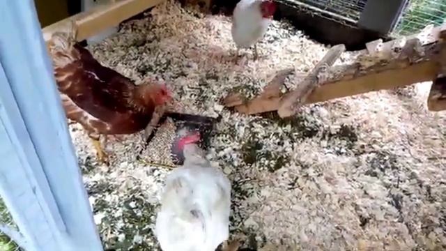 Купили уцененных кур у соседа. Куры страшные, облезлые, но яйца несут. смотреть онлайн