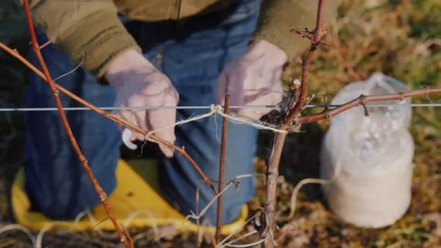 Правильный Весенний Уход И Подкормка Винограда / Обязательно Сделайте Это Весной Для Хорошего Урожа смотреть онлайн