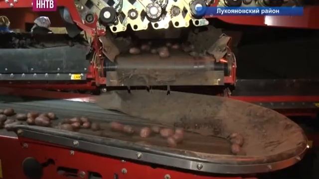 За 3 года промышленное производство картофеля в области выросло в 1,5 раза смотреть онлайн