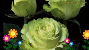 Роза чайно-гибридная Лимонад. Краткий обзор, описание характеристик rosa Lemonade