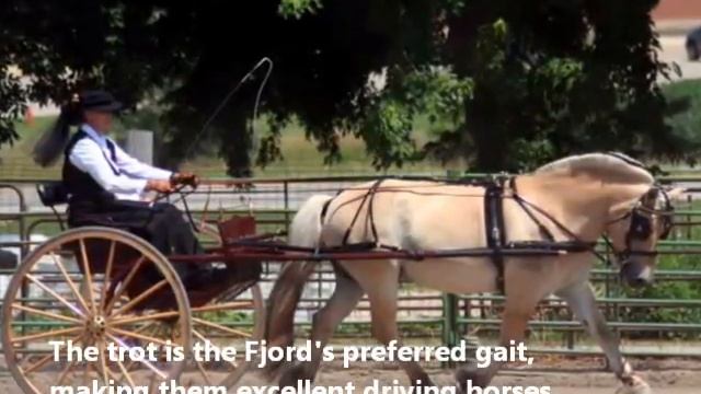 Fun Facts About Norwegian Fjord Horses