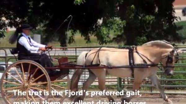 Fun Facts About Norwegian Fjord Horses