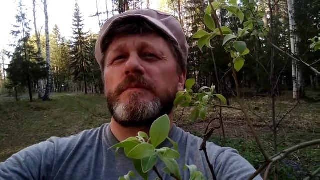 Д.Д.Минаев "Лирические песни с гражданским отливом" (1. "Сядем здесь, под этим кленом...") 2 вариан смотреть онлайн