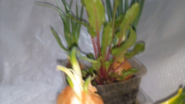 ♥?А что вы выращиваете дома на подоконнике в феврале смотреть онлайн