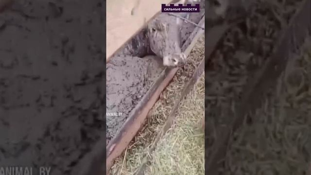 Как на самом деле живут коровы смотреть онлайн