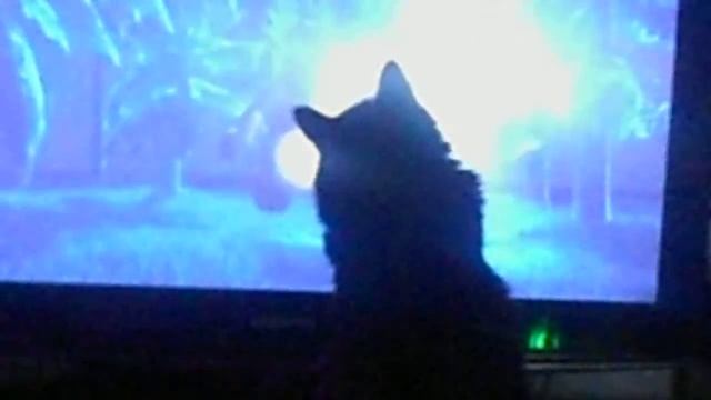 Даже коты освоили компьютер=) смотреть онлайн