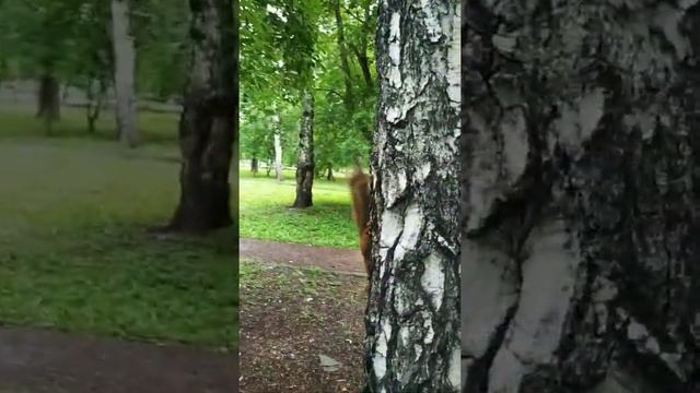 Очень пушистый бельчонок#nature#животные#animals#squirrel#белка смотреть онлайн