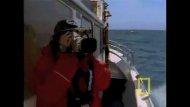 Grey Whale Migration - a journey from Alaska to the Baja and back! смотреть онлайн