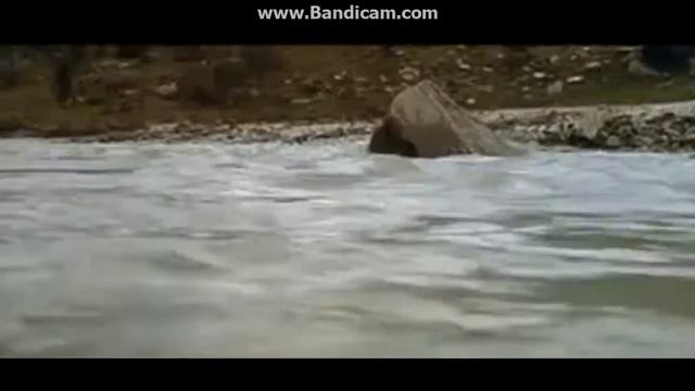 дикие жывотнаи смотреть онлайн