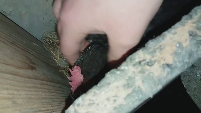 СКОЛЬКО У МЕНЯ КУР?? СКОЛЬКО ЯИЦ В ДЕНЬ??? смотреть онлайн