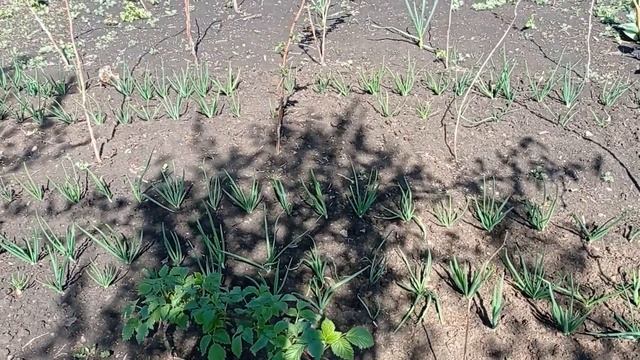 Вымерзла малина.