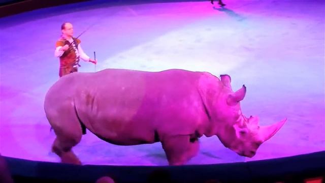 Цирк. Носорог. Дрессированный Носорог. Триумфаторы Арены. Африканский Носорог Видео. Носорог Видео смотреть онлайн