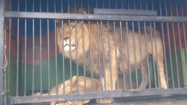 ЦАРЬ ЗВЕРЕЙ МЕТИТ ТЕРРИТОРИЮ ПРИКОЛ смотреть онлайн