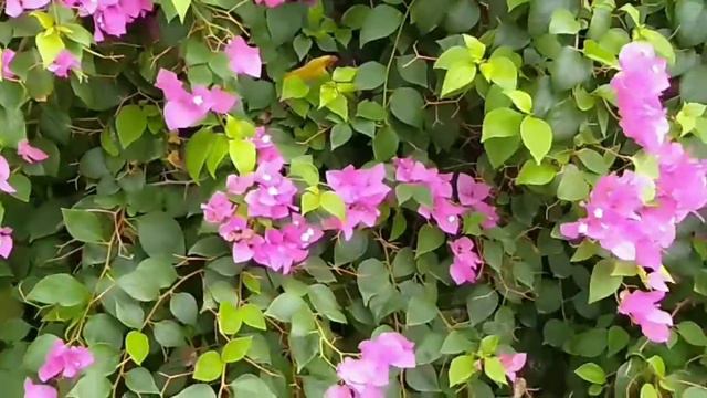 Beautiful Pink Bougainvillea смотреть онлайн
