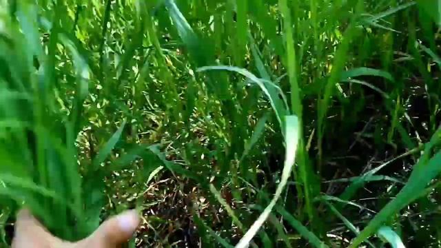 Трава Костёр, для кроликов. смотреть онлайн