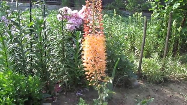 Eremurus cleopatra смотреть онлайн