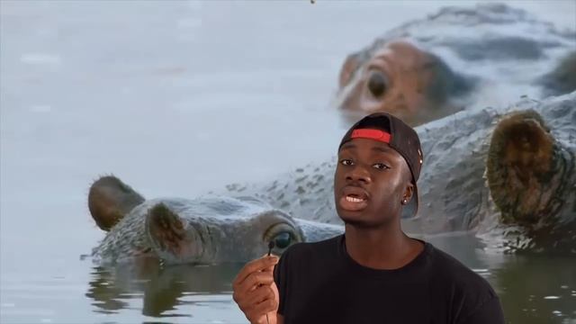 Top 10 Animals with Black Air Force Energy смотреть онлайн