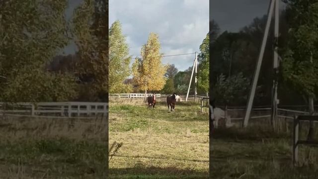 какова красота: осень, ветер и Владимирские лошади! #конюшня #лошади #тяжеловоз #кобыла #shorts смотреть онлайн