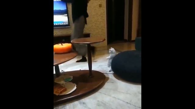 Смешные животные😂😂😂 Подборка смешных моментов😊 №2 смотреть онлайн