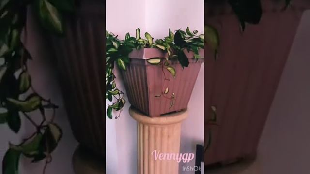 (Hoya Carnosa tricolor ) cambio de maceta y cómo la cuido ! #hoyacarnosa ? смотреть онлайн