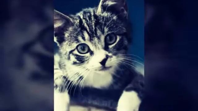 11 самых милых животных смотреть онлайн